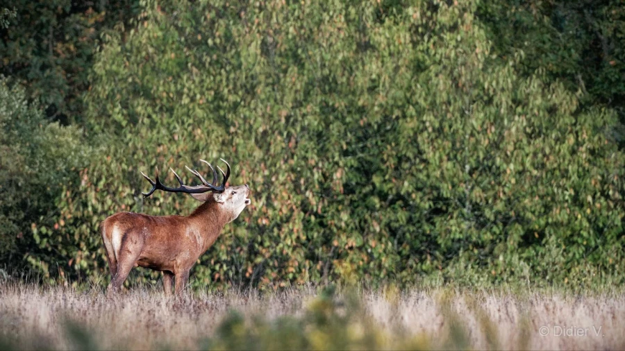 015 didier stage brame du cerf charente maritime 20 septembre 2019
