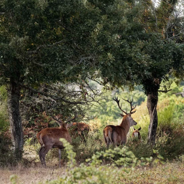 020 didier stage brame du cerf charente maritime 20 septembre 2019
