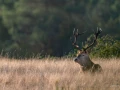 023 james stage brame du cerf charente maritime 20 septembre 2019