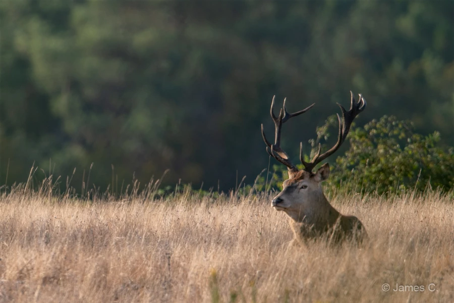 023 james stage brame du cerf charente maritime 20 septembre 2019