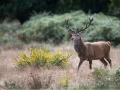 024 james stage brame du cerf charente maritime 20 septembre 2019