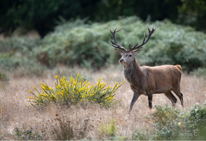 024 james stage brame du cerf charente maritime 20 septembre 2019