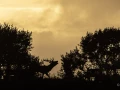 001 daniel stage brame du cerf charente maritime 12 octobre 2019