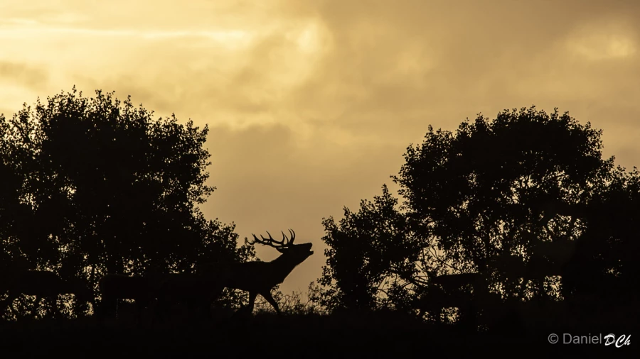 001 daniel stage brame du cerf charente maritime 12 octobre 2019
