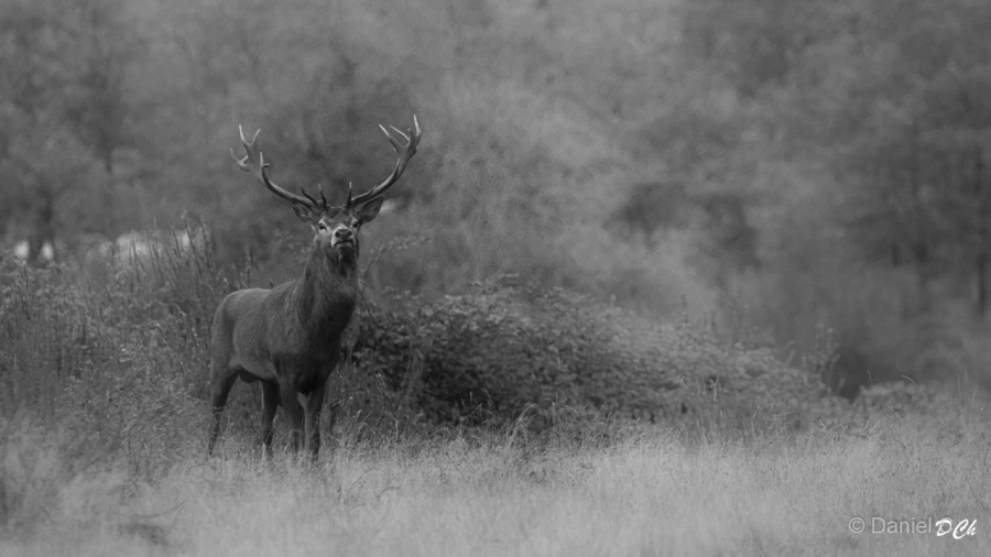 003 daniel stage brame du cerf charente maritime 12 octobre 2019