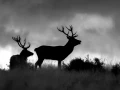 009 daniel stage brame du cerf charente maritime 20 septembre 2019