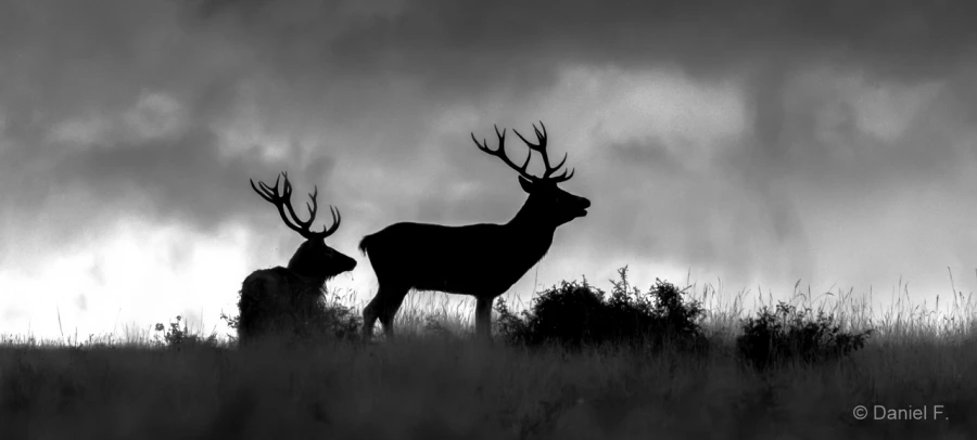 009 daniel stage brame du cerf charente maritime 20 septembre 2019