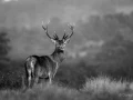 010 daniel stage brame du cerf charente maritime 20 septembre 2019
