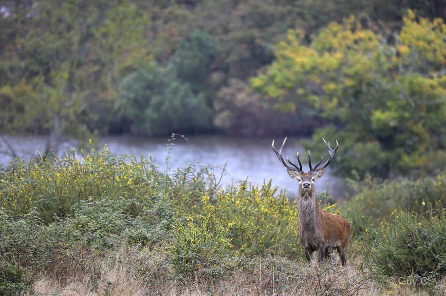010 guy stage brame du cerf charente maritime 12 octobre 2019