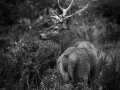 011 daniel stage brame du cerf charente maritime 20 septembre 2019