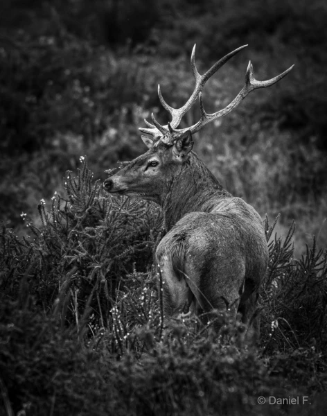 011 daniel stage brame du cerf charente maritime 20 septembre 2019