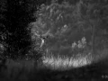 012 daniel stage brame du cerf charente maritime 20 septembre 2019