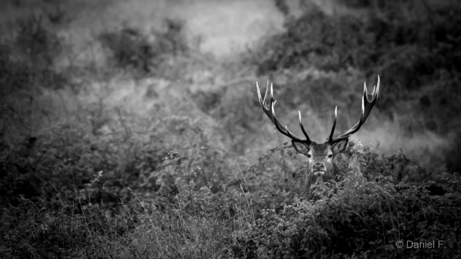 013 daniel stage brame du cerf charente maritime 20 septembre 2019