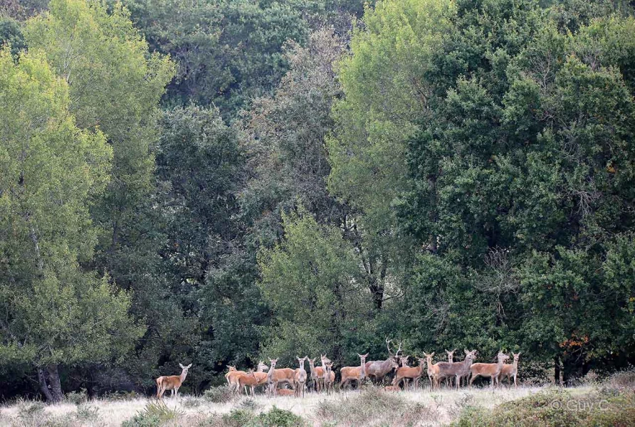 013 guy stage brame du cerf charente maritime 12 octobre 2019