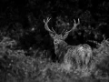 014 daniel stage brame du cerf charente maritime 20 septembre 2019