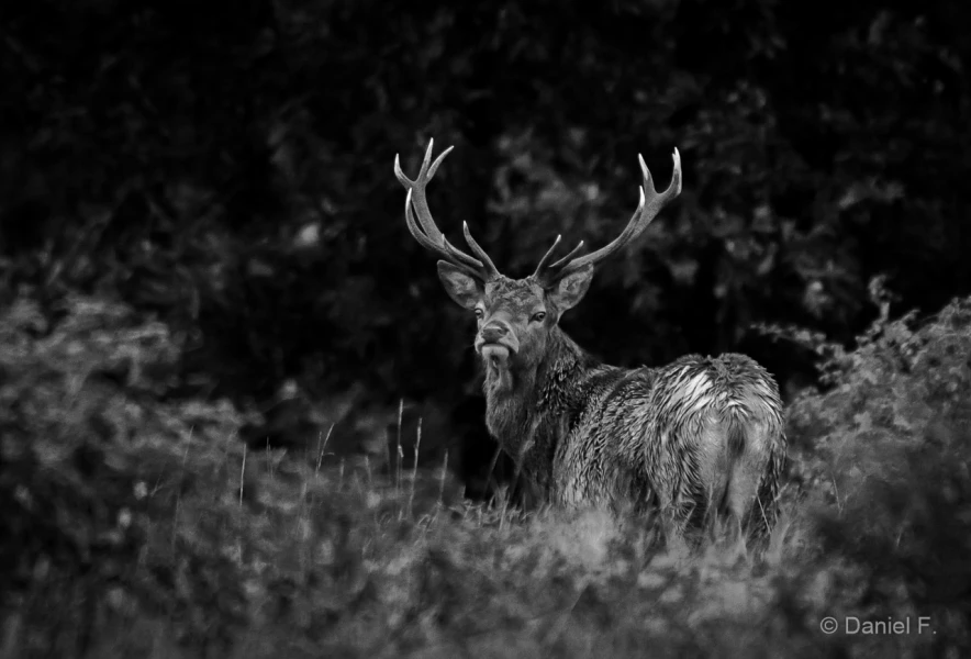 014 daniel stage brame du cerf charente maritime 20 septembre 2019