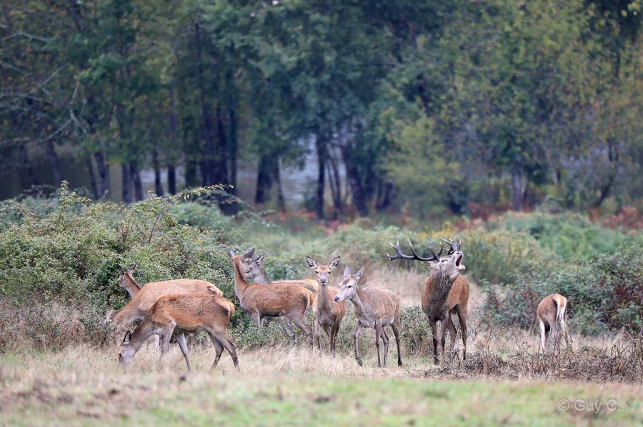014 guy stage brame du cerf charente maritime 12 octobre 2019
