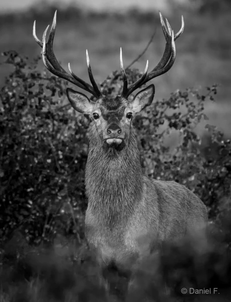 015 daniel stage brame du cerf charente maritime 20 septembre 2019