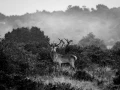 016 daniel stage brame du cerf charente maritime 20 septembre 2019