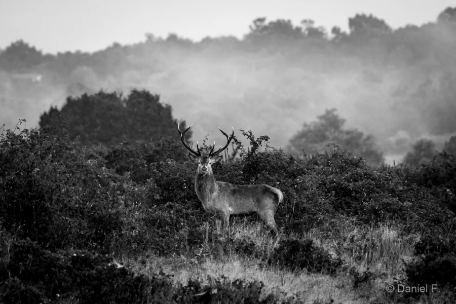 016 daniel stage brame du cerf charente maritime 20 septembre 2019