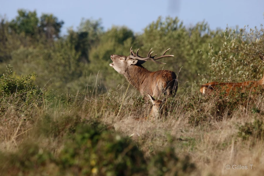 019 gilles stage brame du cerf charente maritime 20 septembre 2019