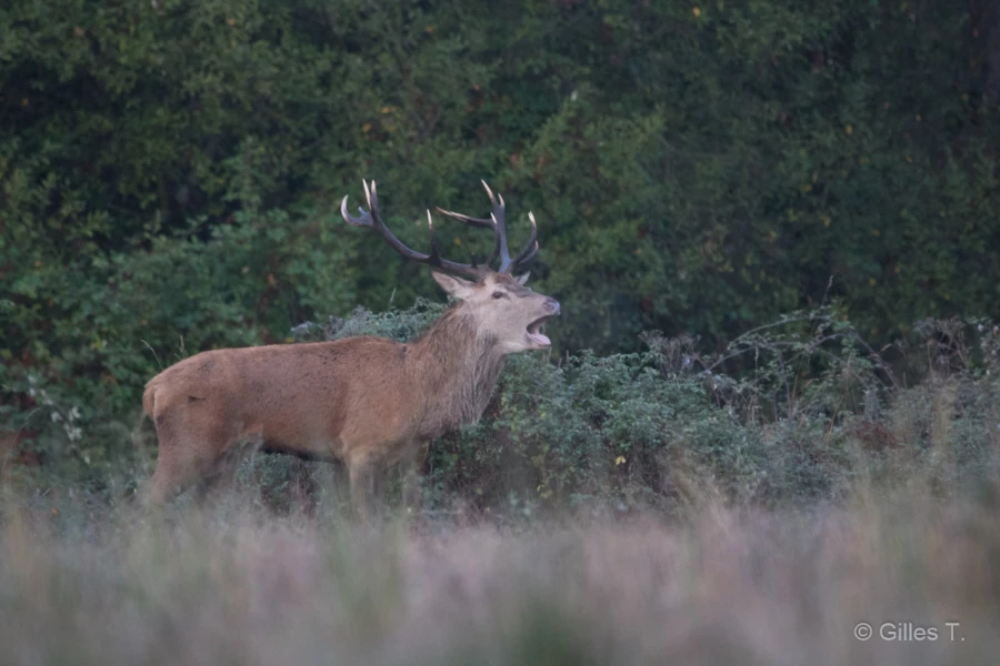 022 gilles stage brame du cerf charente maritime 20 septembre 2019