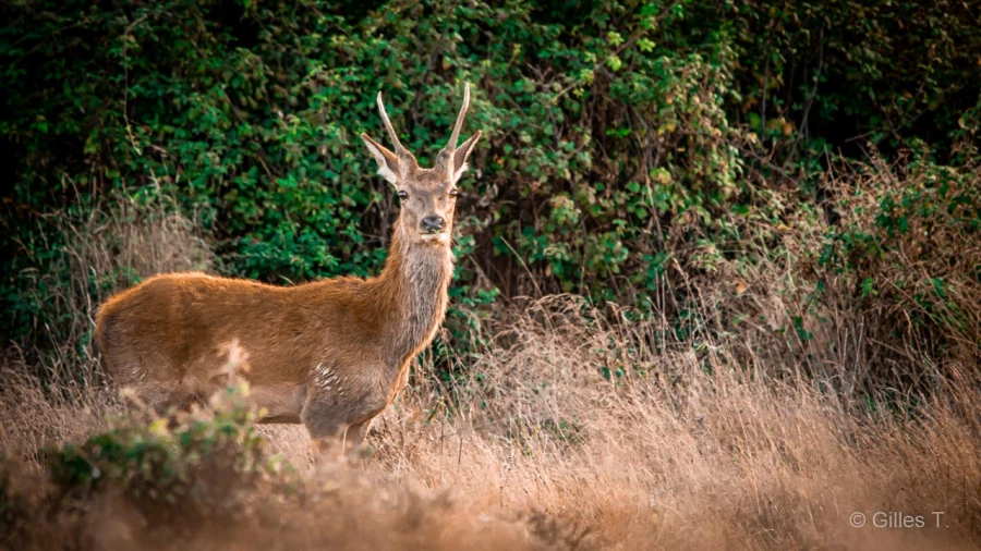 024 gilles stage brame du cerf charente maritime 20 septembre 2019
