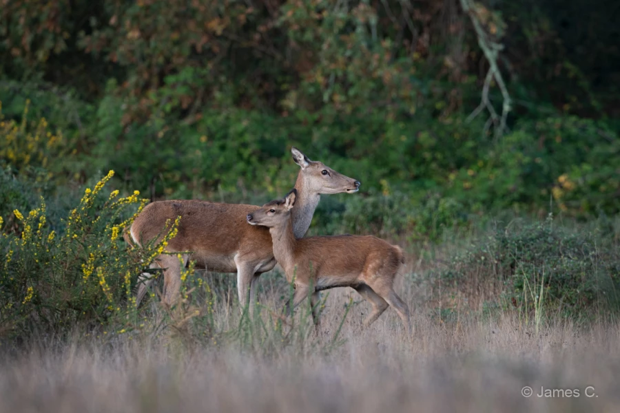 027 james stage brame du cerf charente maritime 20 septembre 2019