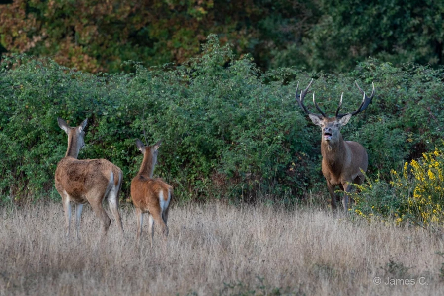 028 james stage brame du cerf charente maritime 20 septembre 2019