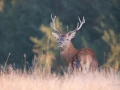030 gilles stage brame du cerf charente maritime 20 septembre 2019