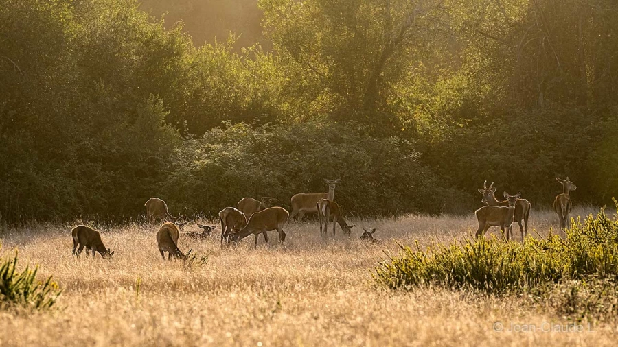 032 jean claude stage brame du cerf charente maritime 20 septembre 2019