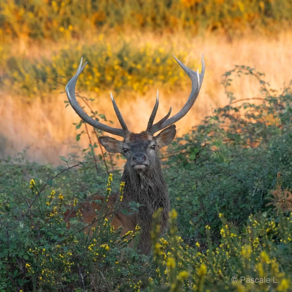 032 pascale stage brame du cerf charente maritime 20 septembre 2019