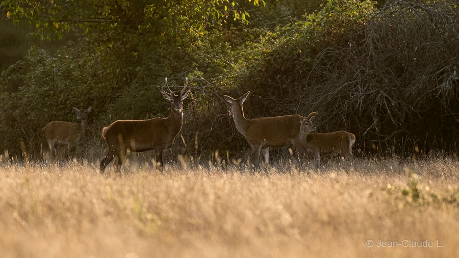 033 jean claude stage brame du cerf charente maritime 20 septembre 2019