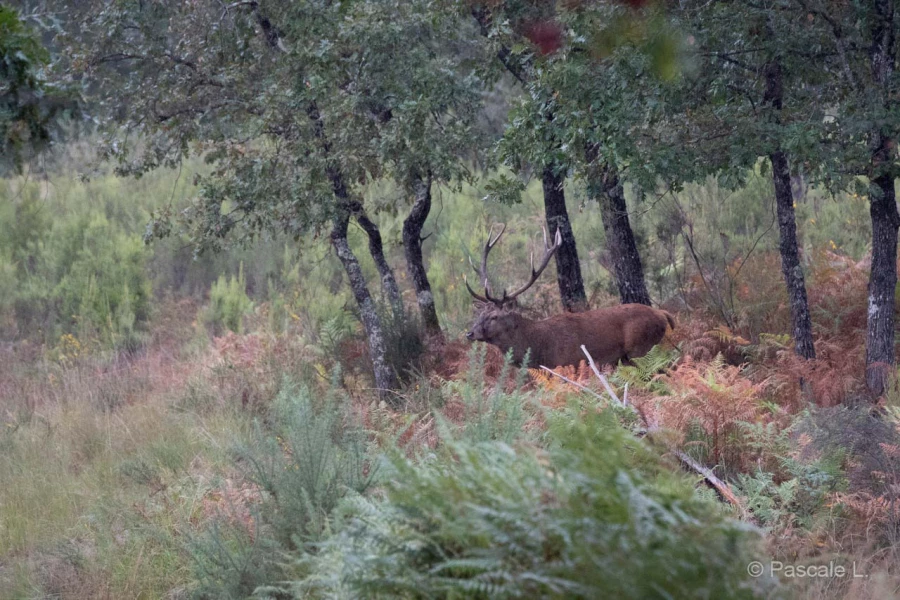 033 pascale stage brame du cerf charente maritime 20 septembre 2019