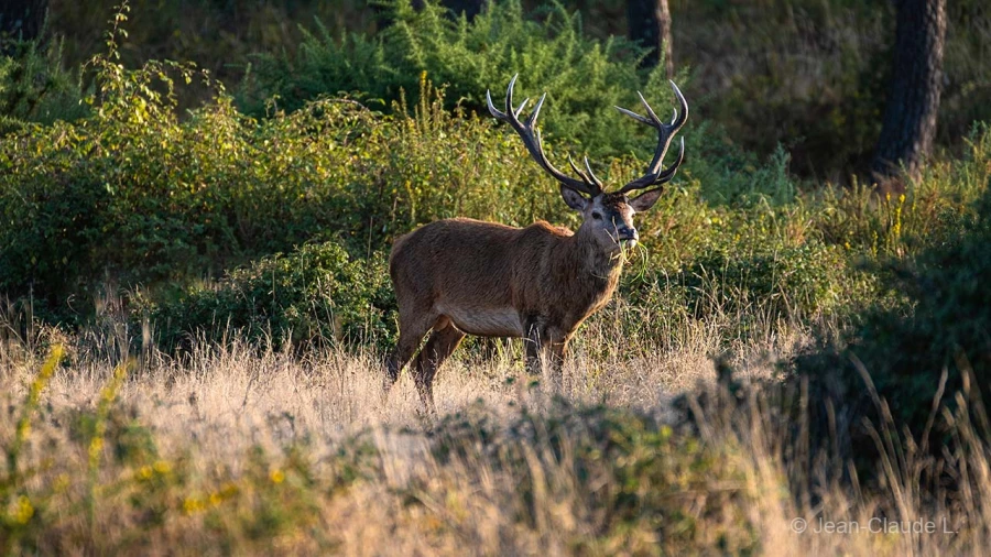 034 jean claude stage brame du cerf charente maritime 20 septembre 2019
