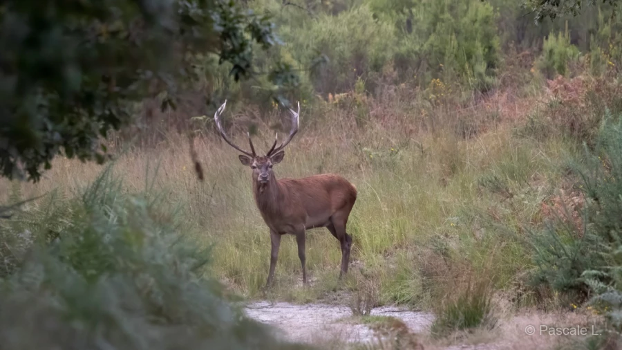 034 pascale stage brame du cerf charente maritime 20 septembre 2019