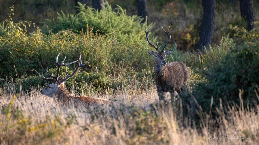 035 jean claude stage brame du cerf charente maritime 20 septembre 2019