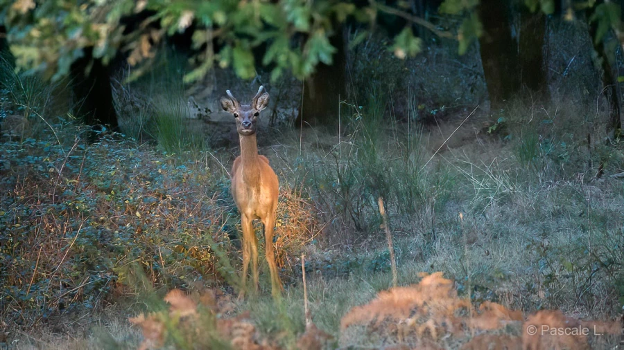 035 pascale stage brame du cerf charente maritime 20 septembre 2019