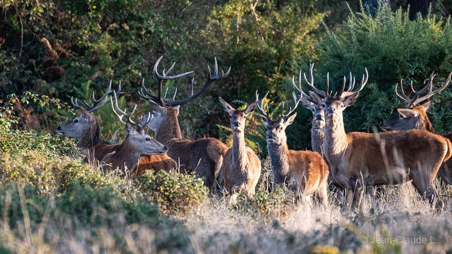 036 jean claude stage brame du cerf charente maritime 20 septembre 2019