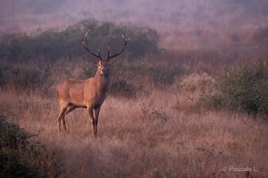 036 pascale stage brame du cerf charente maritime 20 septembre 2019