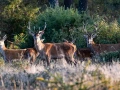 037 jean claude stage brame du cerf charente maritime 20 septembre 2019