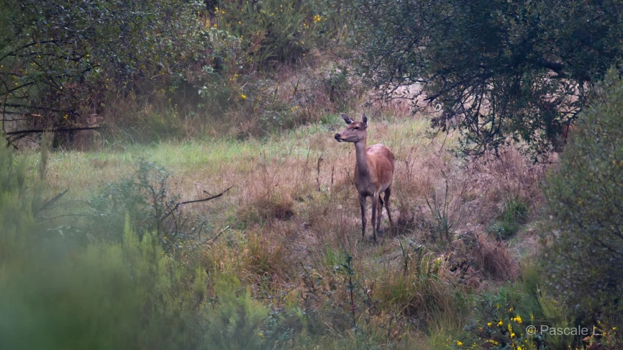 038 pascale stage brame du cerf charente maritime 20 septembre 2019