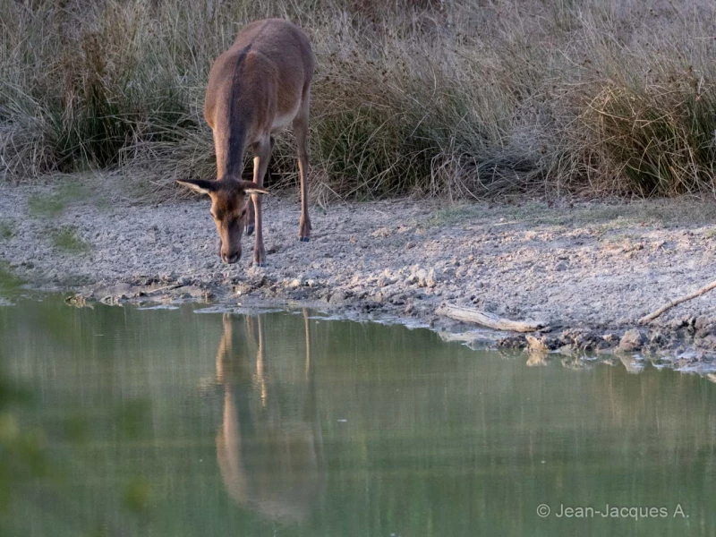 039 jean jacques stage brame du cerf charente maritime 20 septembre 2019