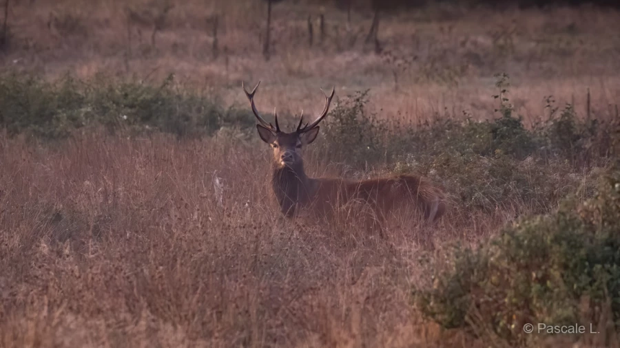 039 pascale stage brame du cerf charente maritime 20 septembre 2019
