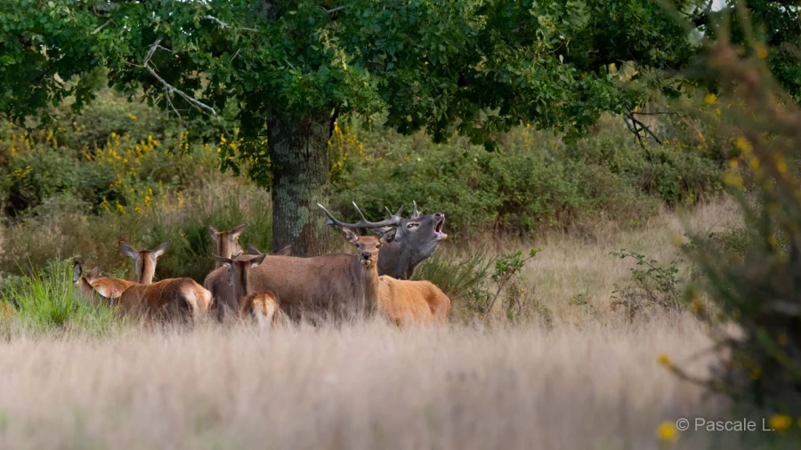 040 pascale stage brame du cerf charente maritime 20 septembre 2019