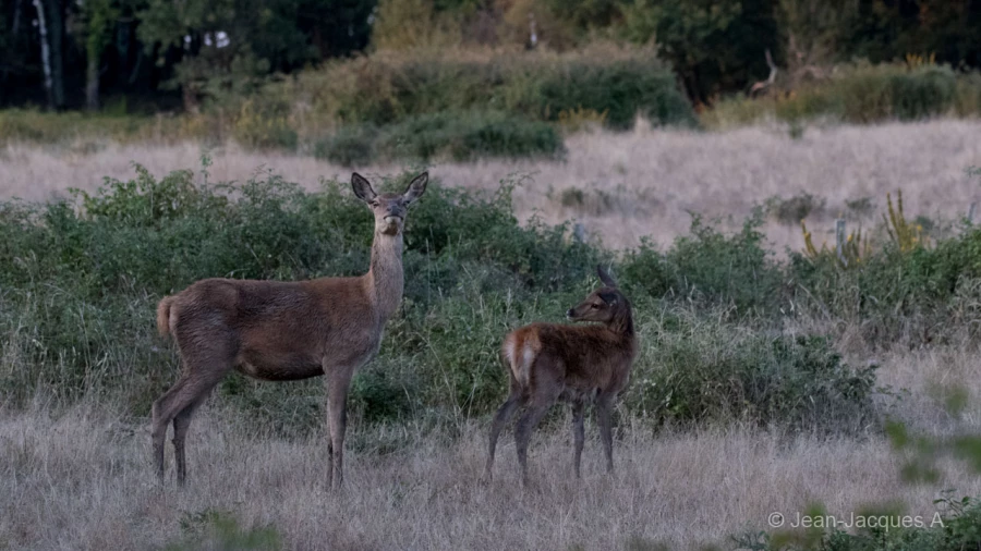 042 jean jacques stage brame du cerf charente maritime 20 septembre 2019