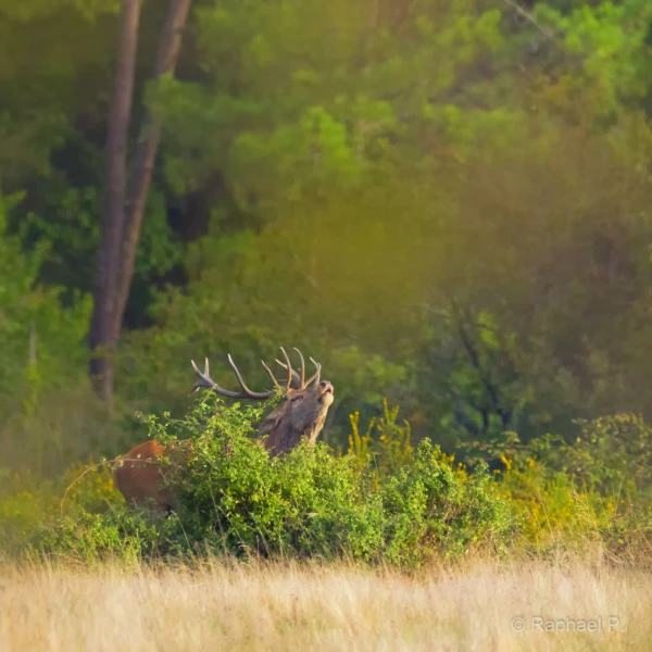 052 raphael stage brame du cerf charente maritime 20 septembre 2019