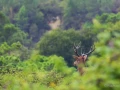 054 raphael stage brame du cerf charente maritime 20 septembre 2019