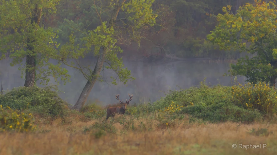 055 raphael stage brame du cerf charente maritime 20 septembre 2019