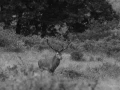 057 raphael stage brame du cerf charente maritime 20 septembre 2019